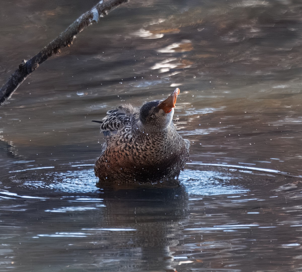 skjeand - ML646615761