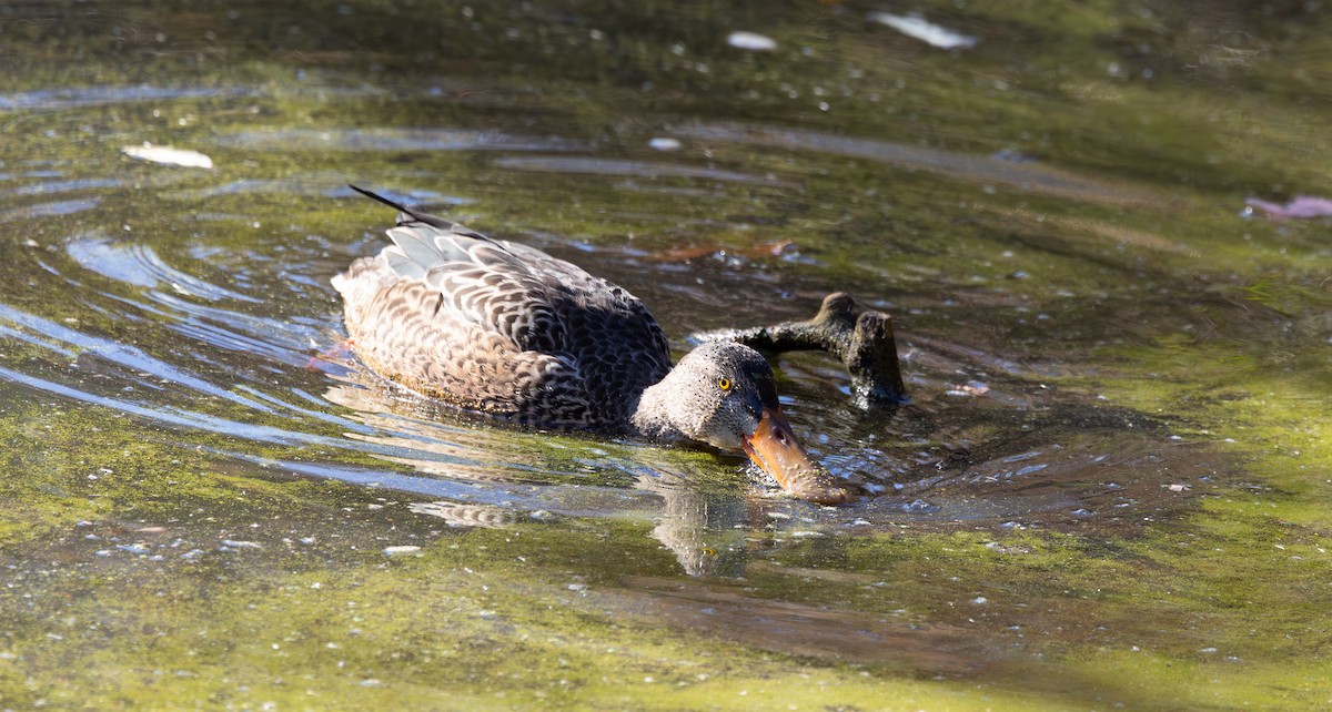 skjeand - ML646615762