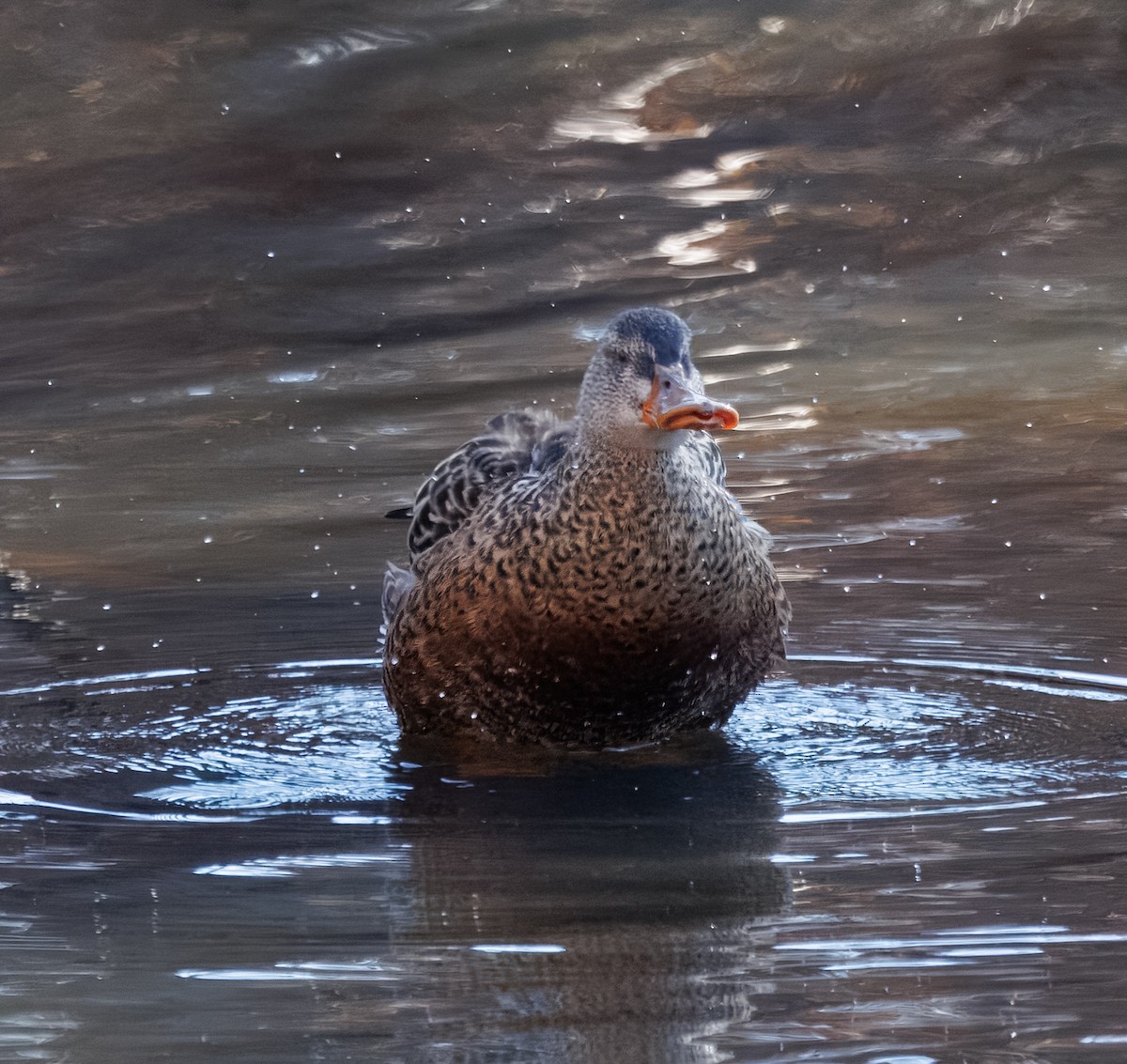 skjeand - ML646615763