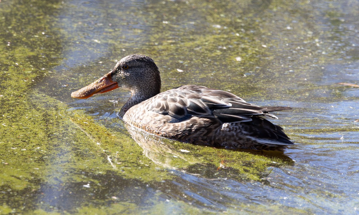 skjeand - ML646615764