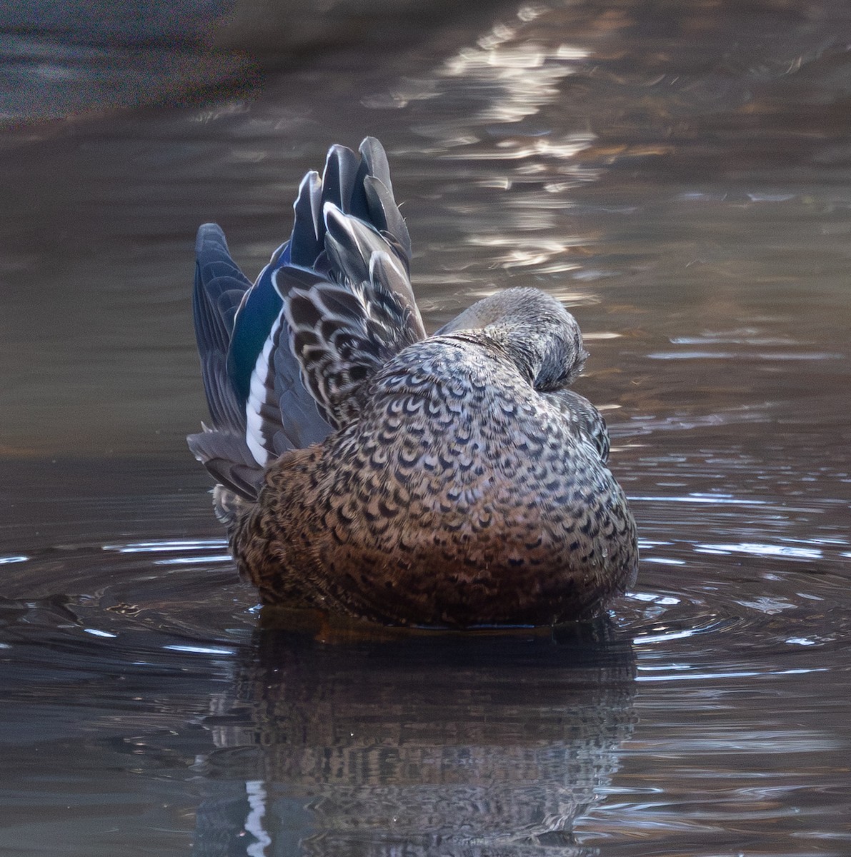 skjeand - ML646615765