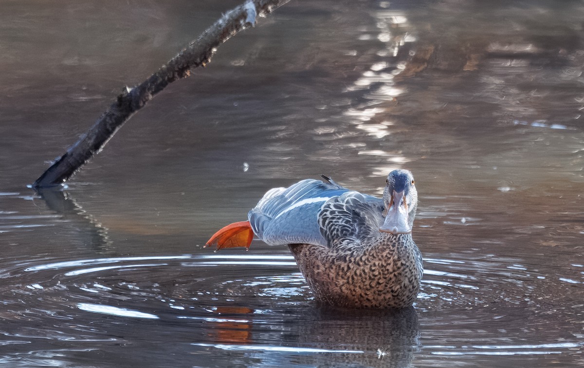 skjeand - ML646615766