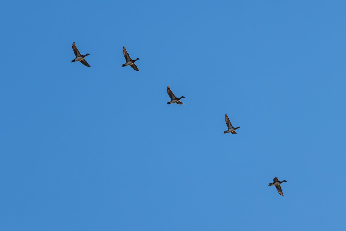 American Wigeon - ML646615767