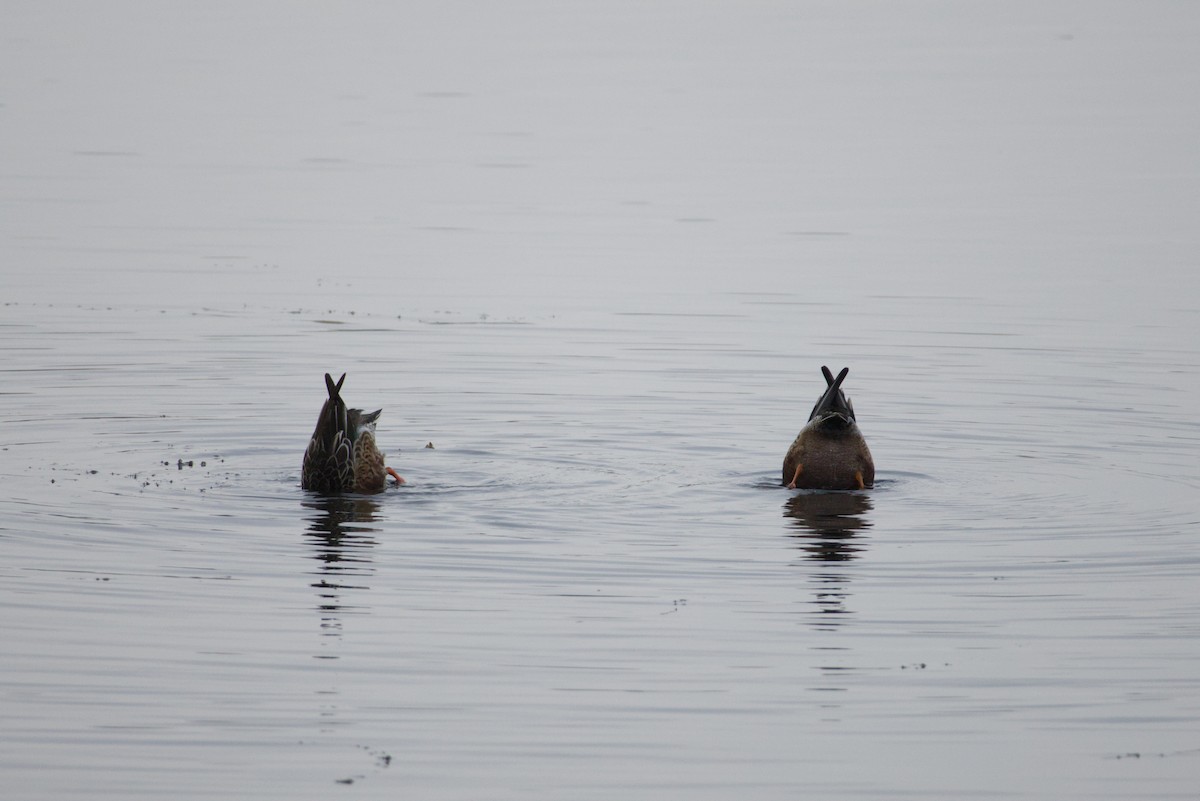 skjeand - ML646615768