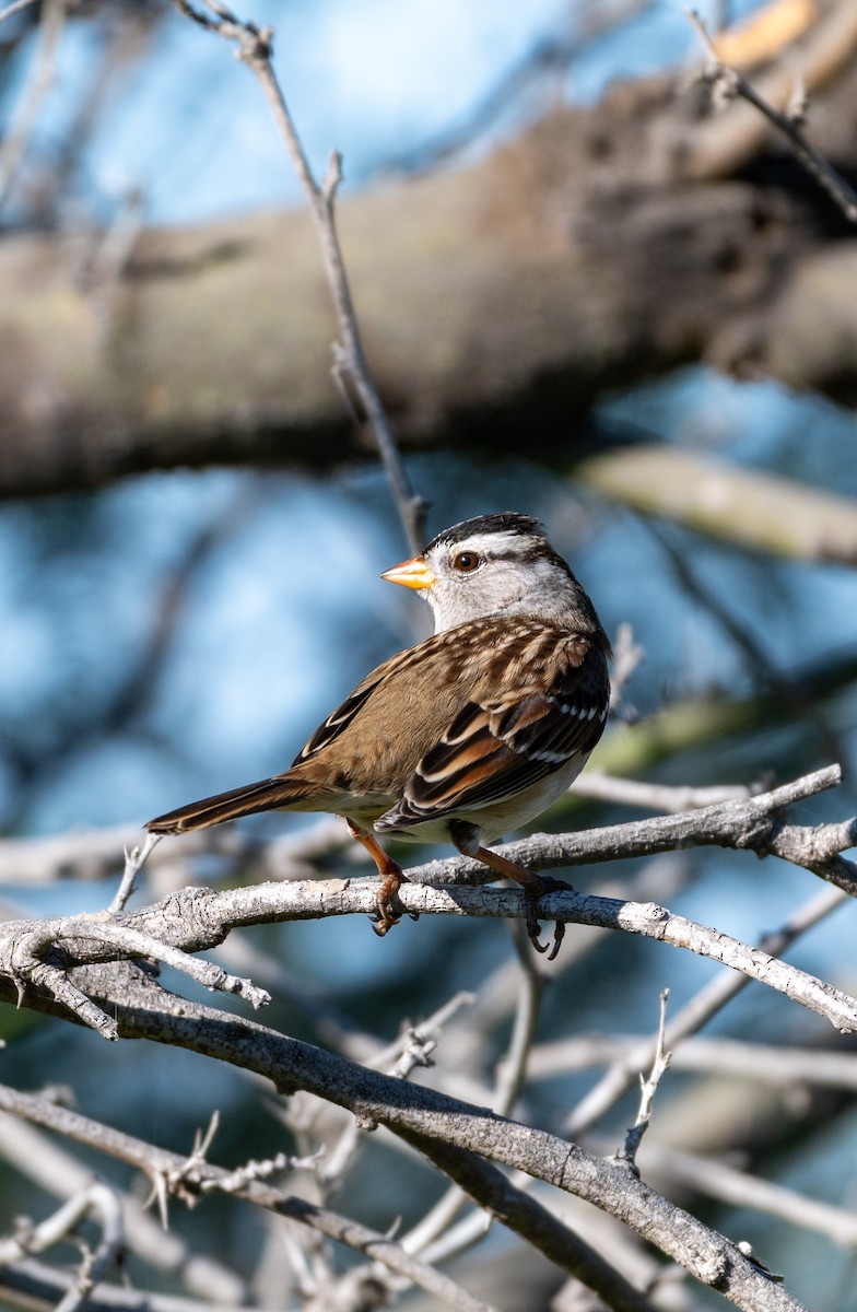 White-crowned Sparrow - ML646615770