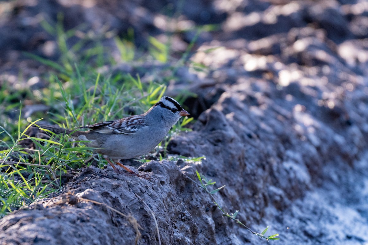 White-crowned Sparrow - ML646615771
