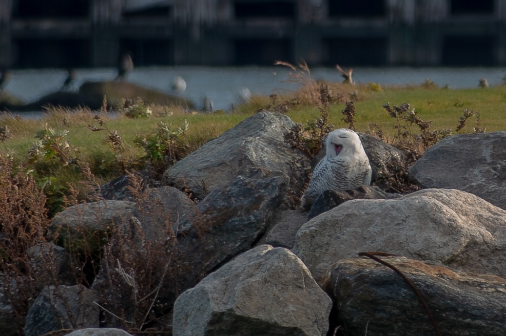 Snowy Owl - ML646615772