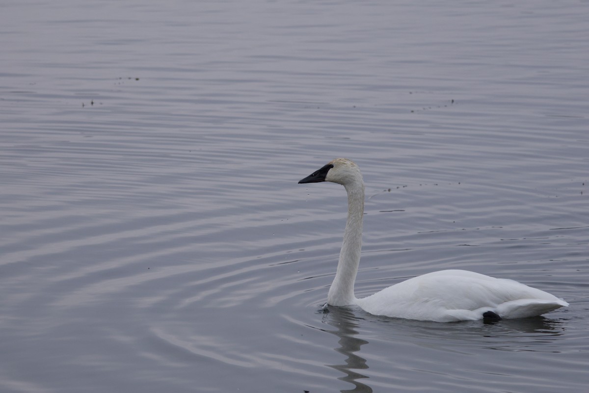 trompetsvane - ML646615773