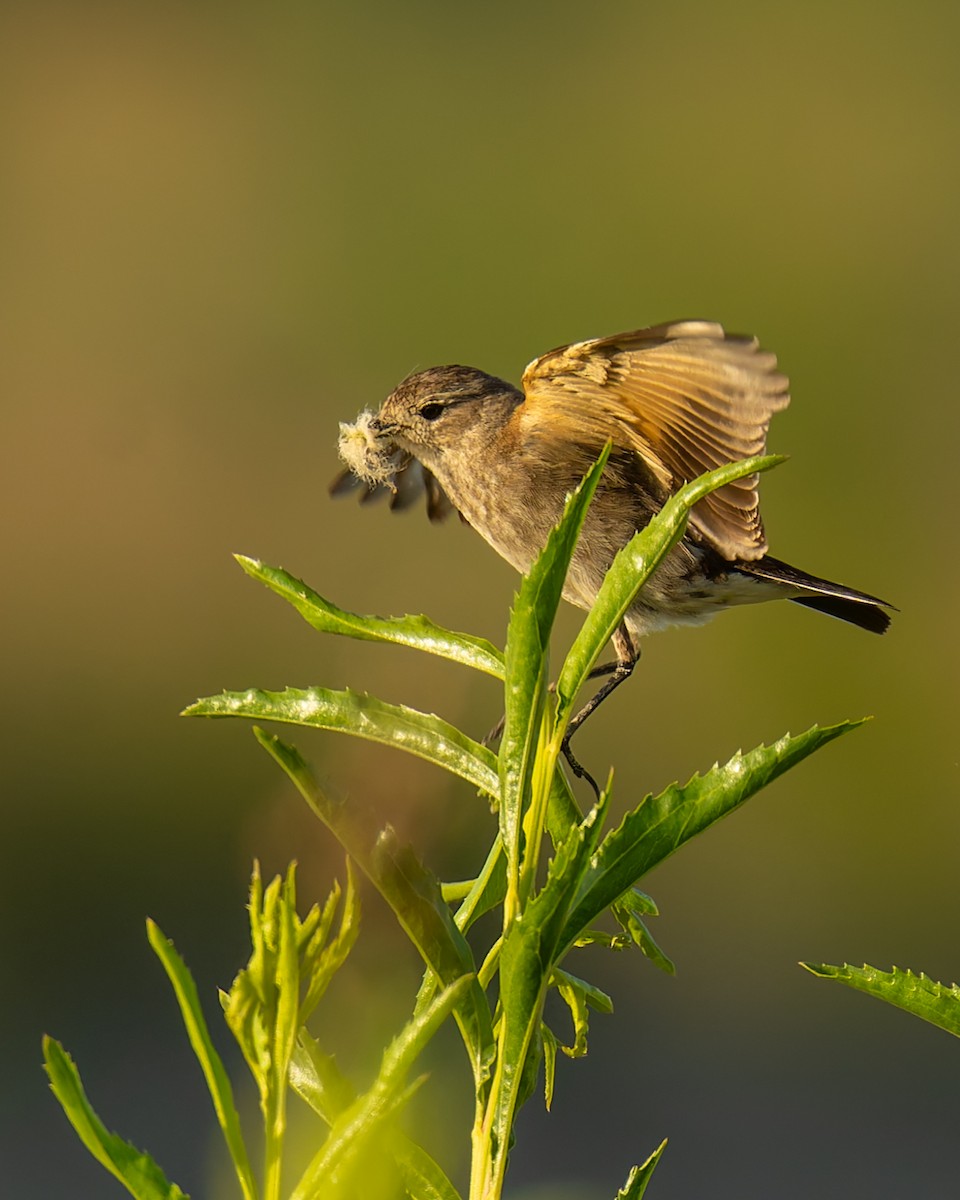 patagonianegrito - ML646615775