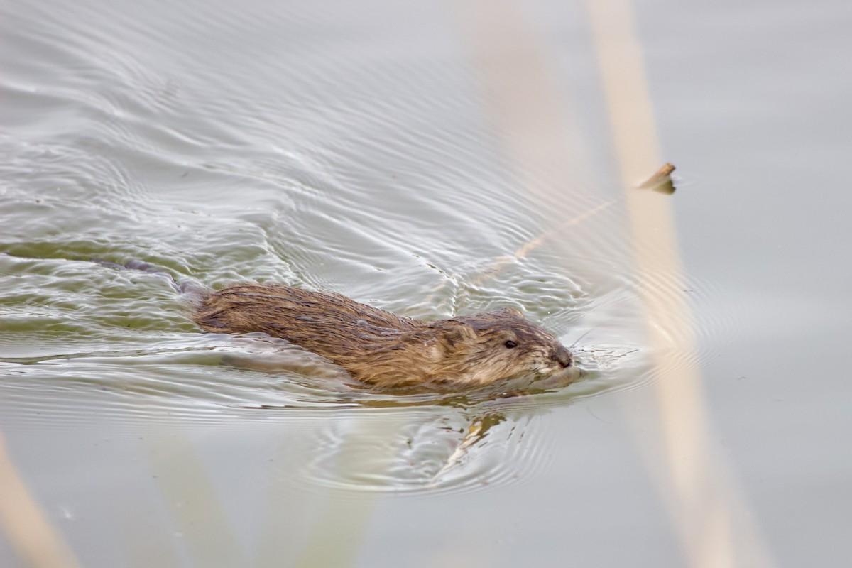 Bisamratte - ML646615776