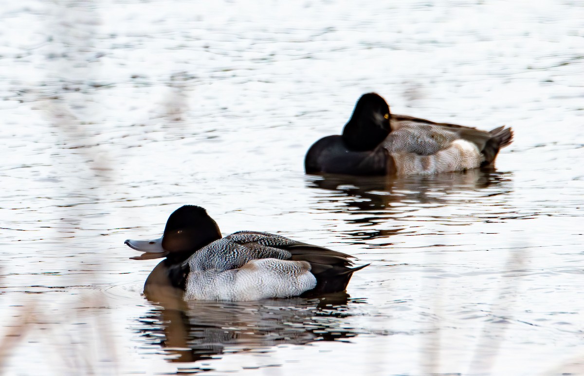 Greater/Lesser Scaup - ML646615778