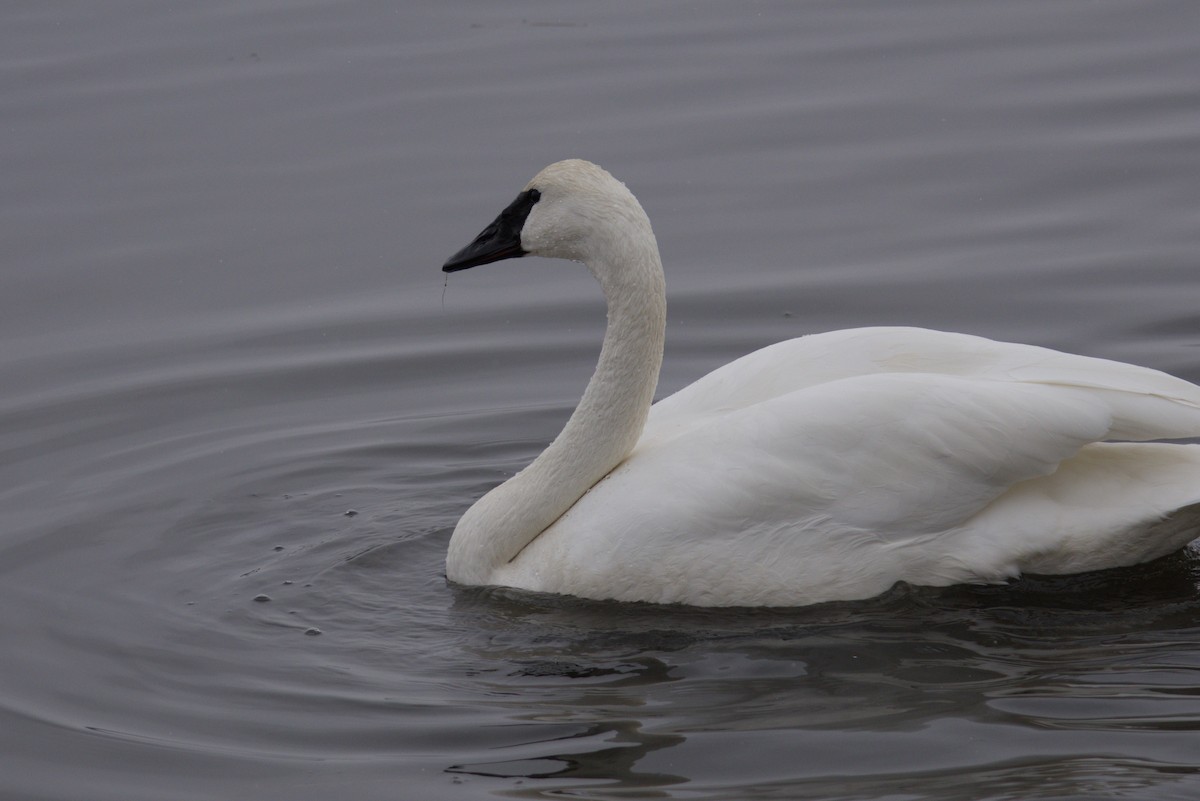 trompetsvane - ML646615779