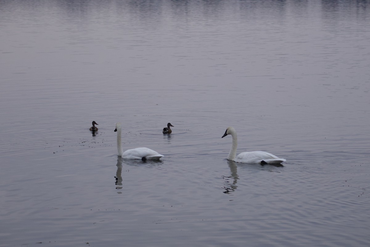 trompetsvane - ML646615780