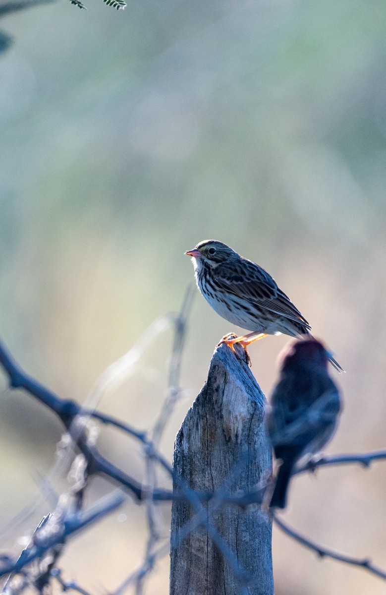 稀樹草鵐 - ML646615781