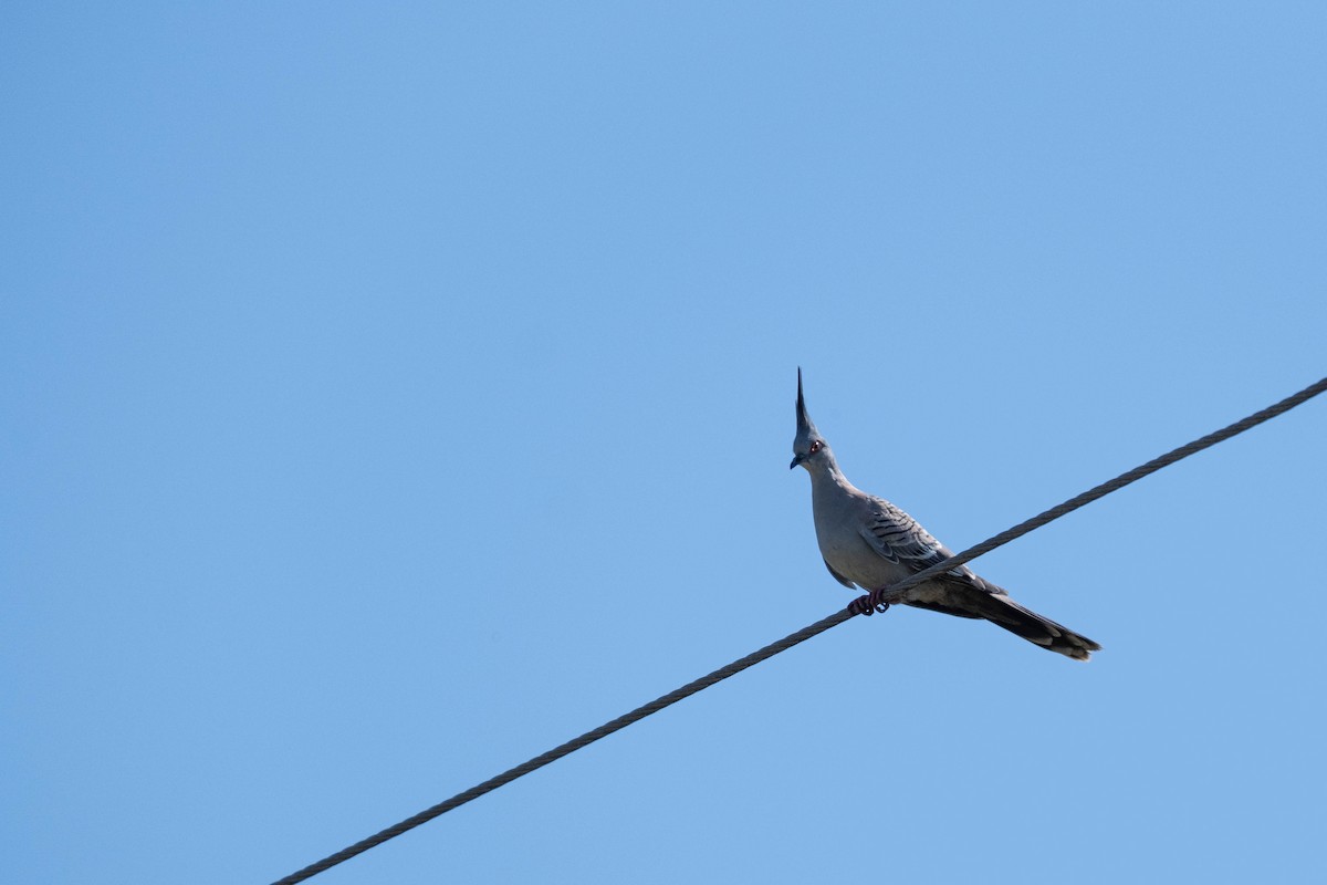 toppdue - ML646615782