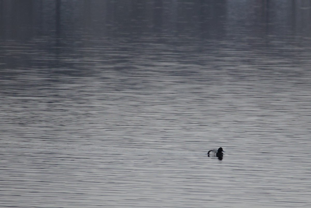 purpurhodeand - ML646615784