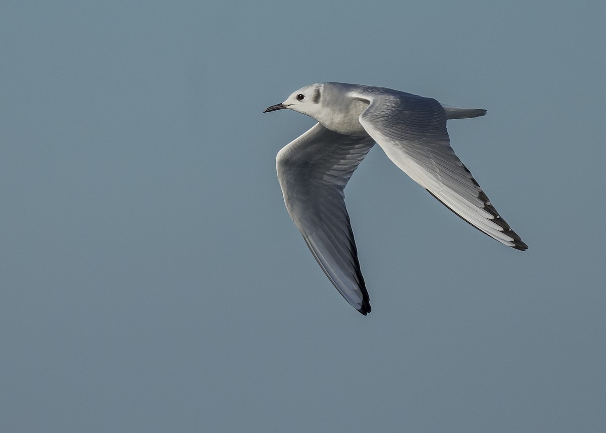 Bonaparte's Gull - ML646615786