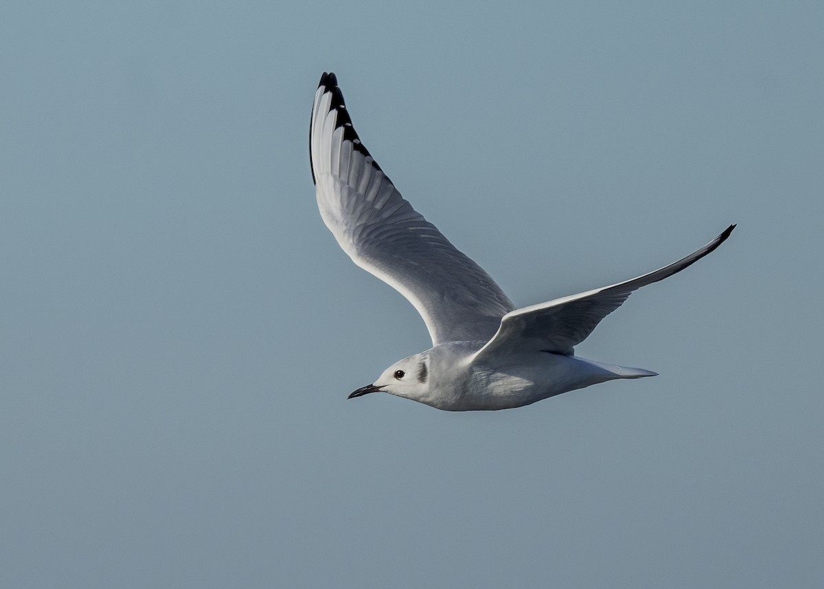 Bonaparte's Gull - ML646615787