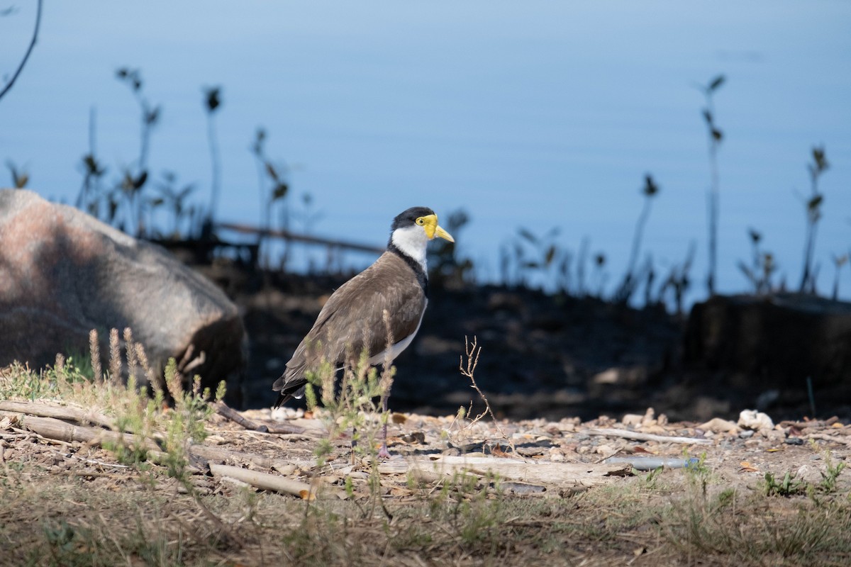 čejka australská - ML646615788