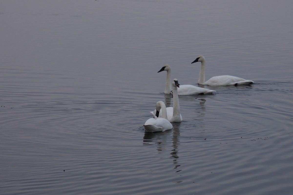 trompetsvane - ML646615789