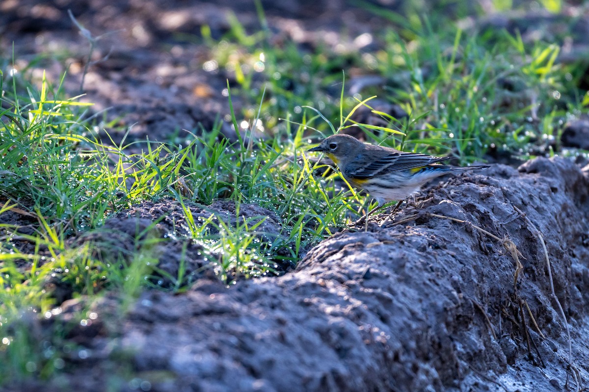 Yellow-rumped Warbler - ML646615790