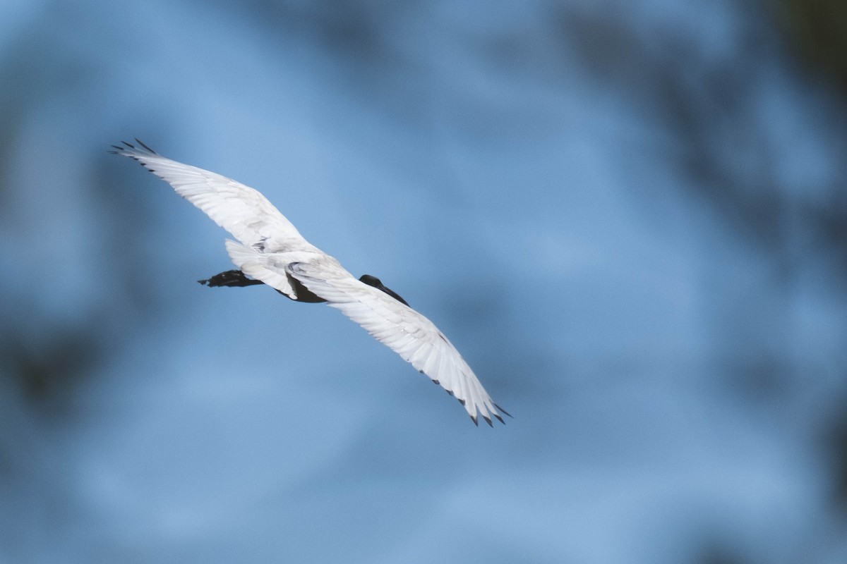 Australian Ibis - ML646615791