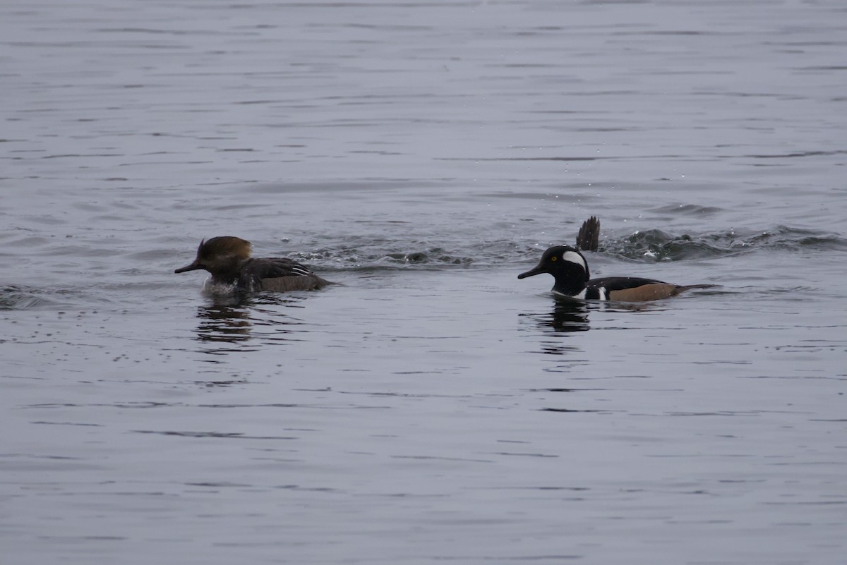 Hooded Merganser - ML646615792
