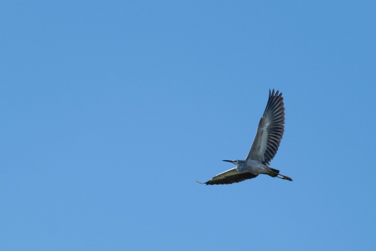 White-faced Heron - ML646615794