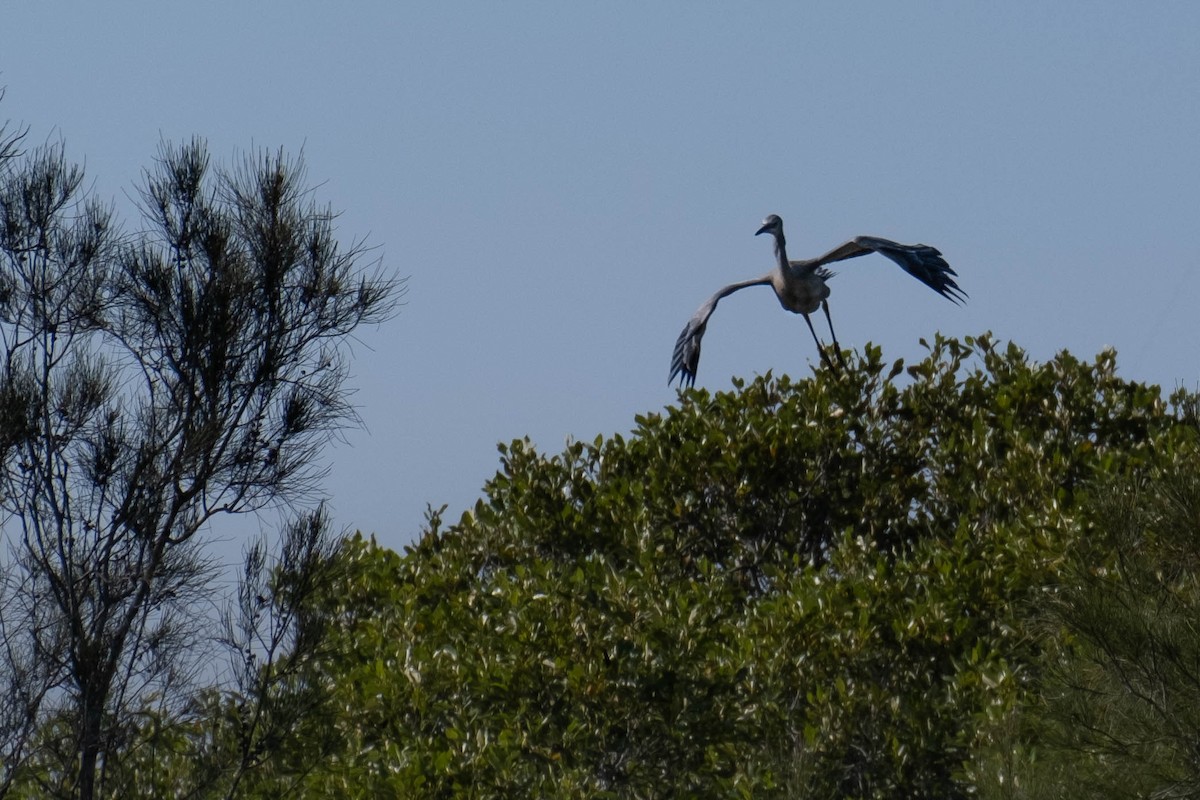 White-faced Heron - ML646615795