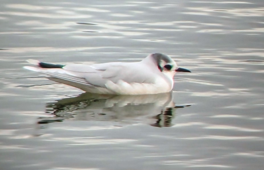 Little Gull - ML646615796