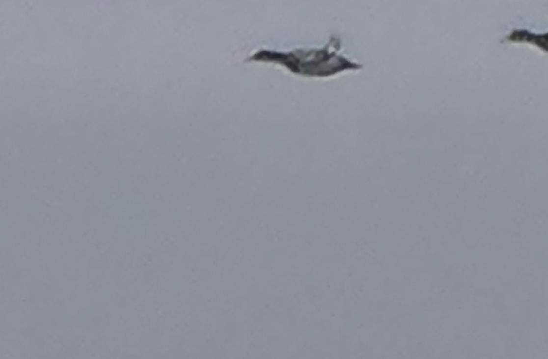 Amerika Fiyusu - ML646615798