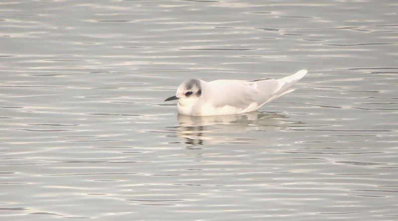 Little Gull - ML646615799