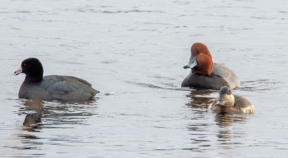 American Coot - ML646615800