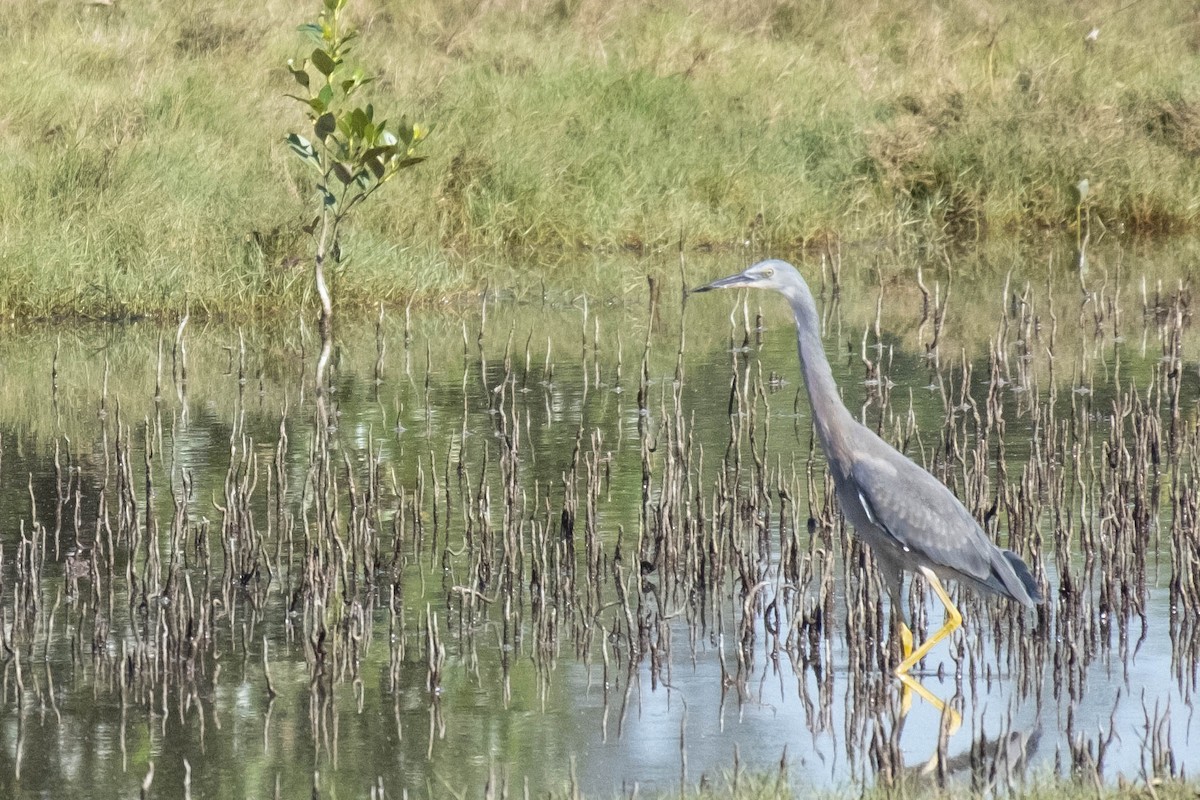 White-faced Heron - ML646615801
