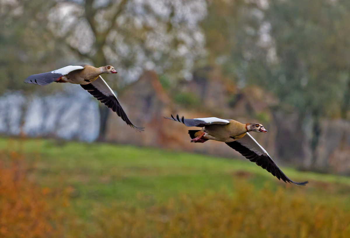 Egyptian Goose - ML646615802