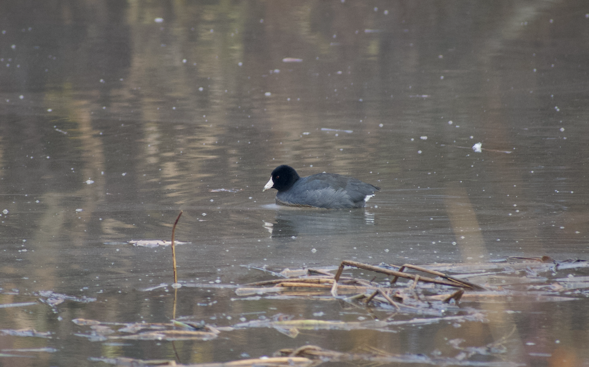 アメリカオオバン - ML646615803