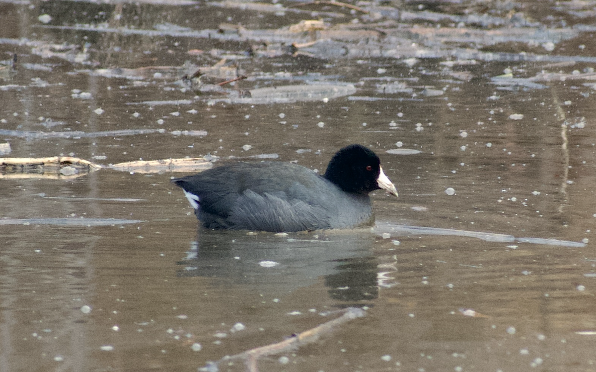 アメリカオオバン - ML646615804