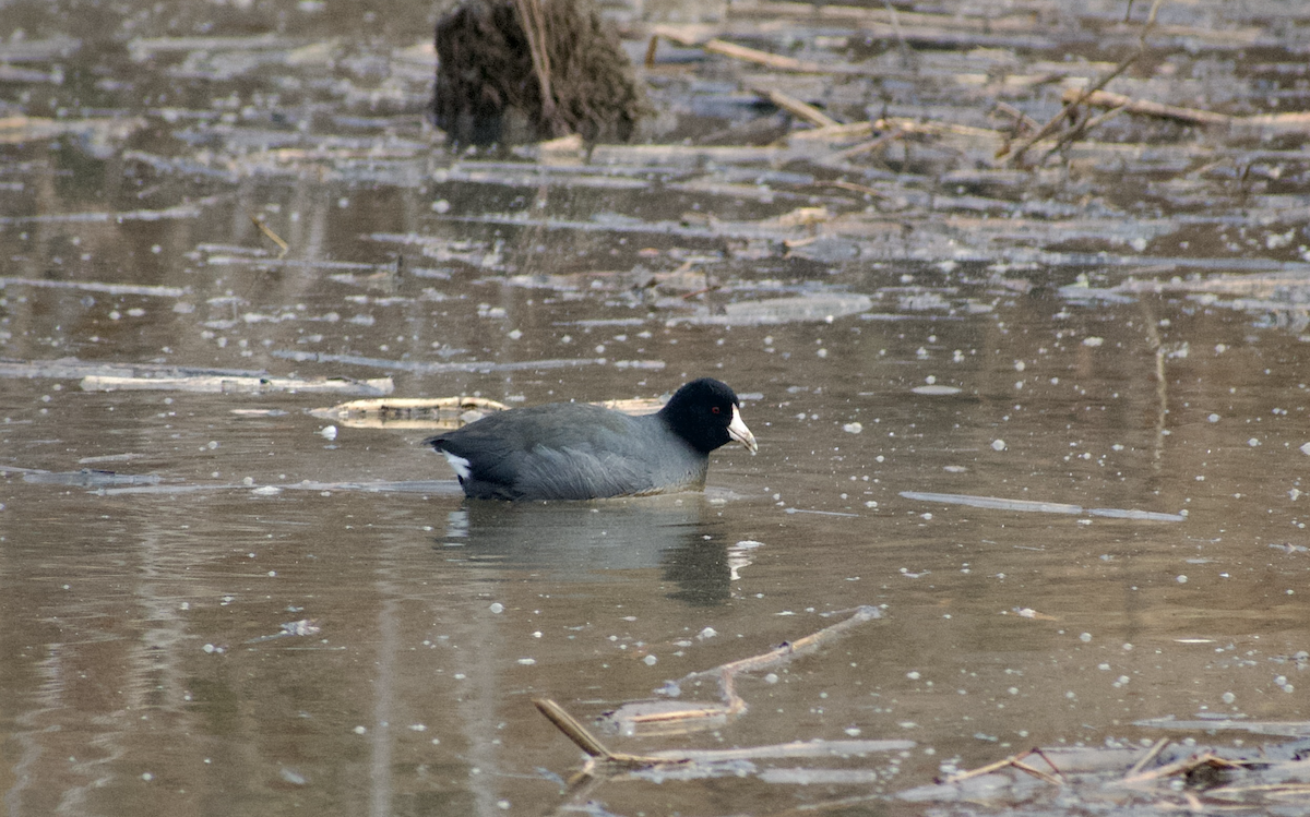 アメリカオオバン - ML646615805