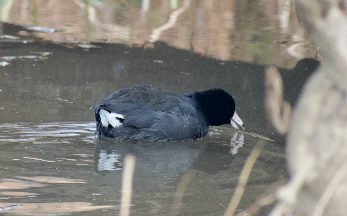 アメリカオオバン - ML646615806