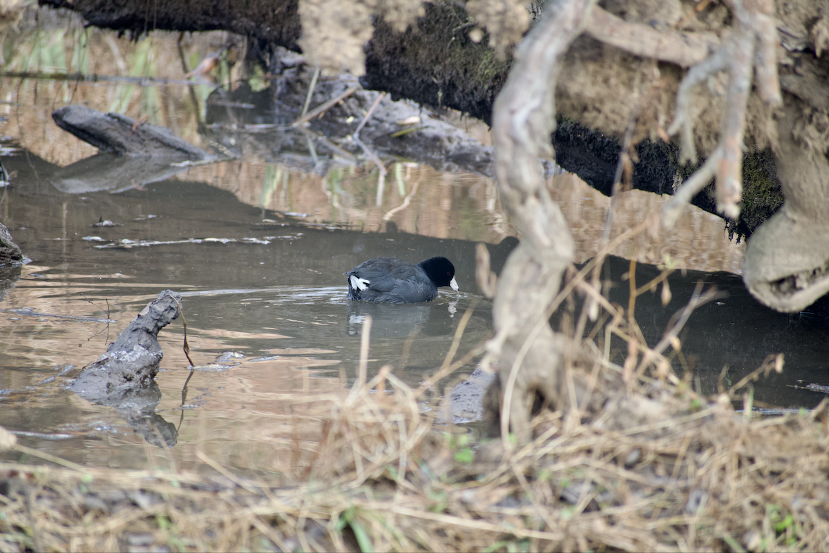 アメリカオオバン - ML646615807