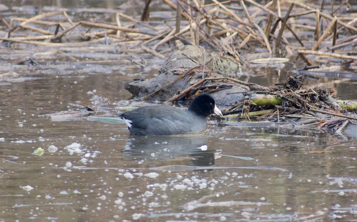 アメリカオオバン - ML646615809