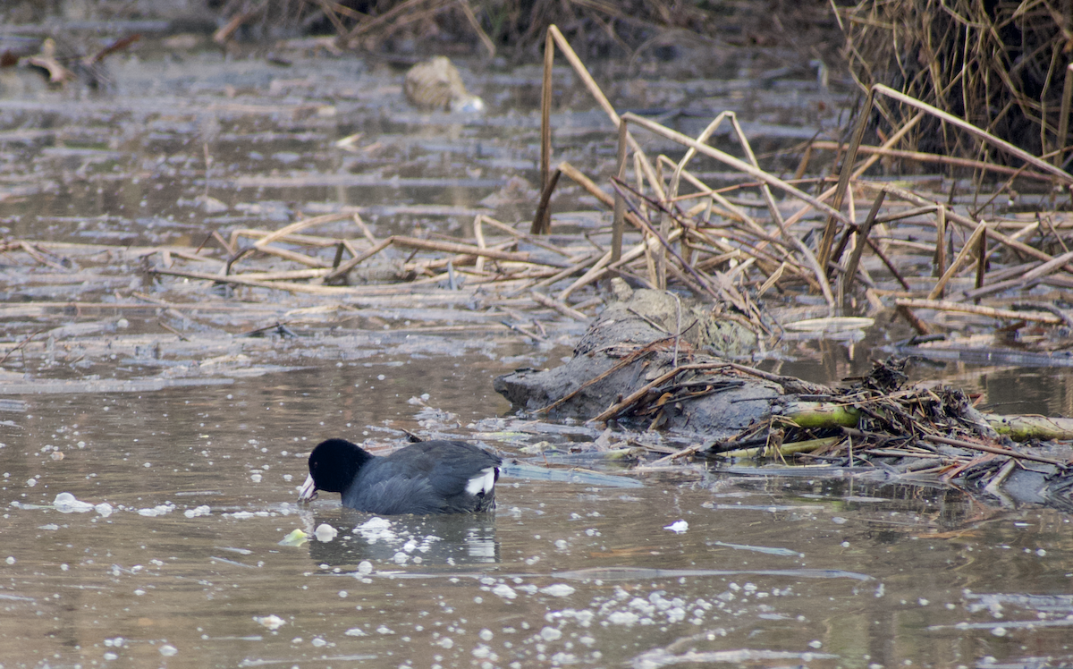 アメリカオオバン - ML646615810
