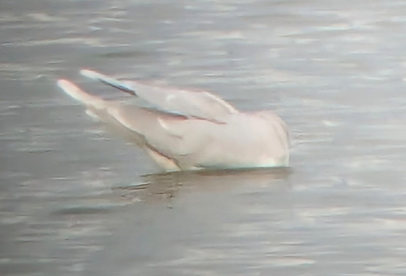 Little Gull - ML646615812