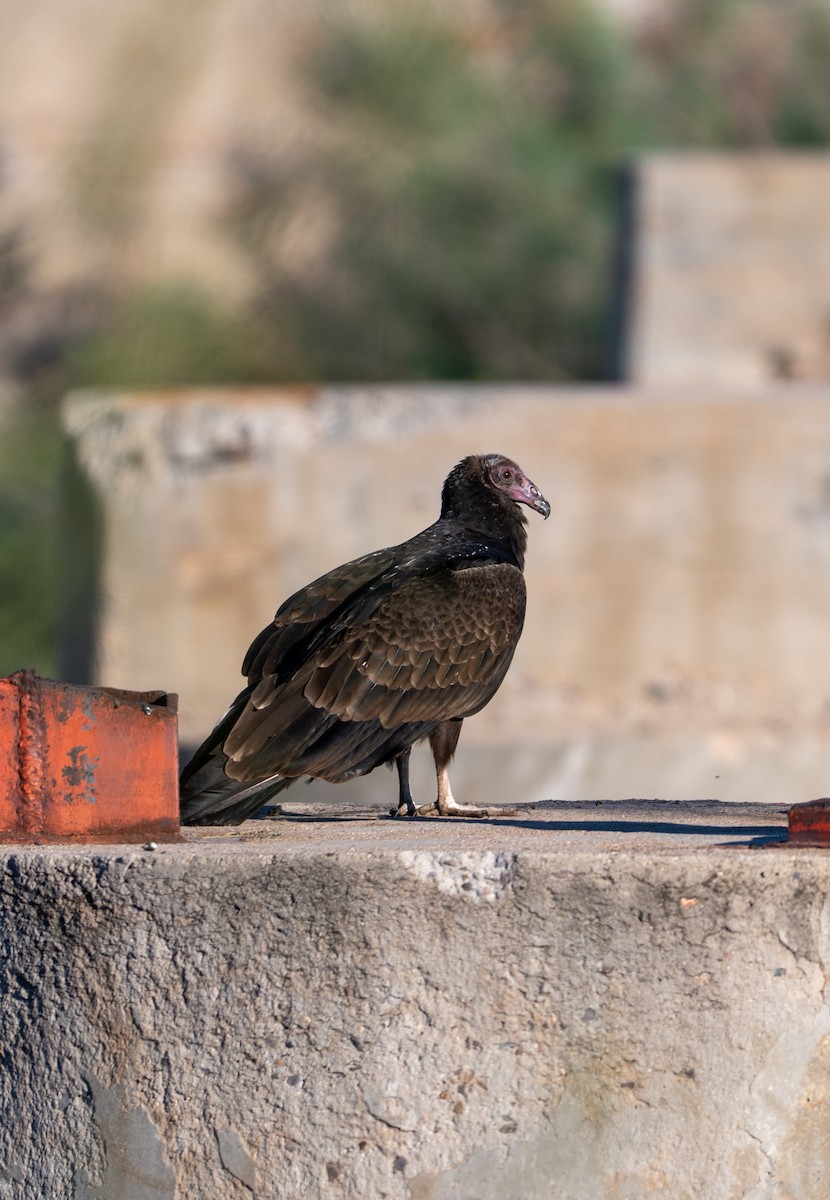 Turkey Vulture - ML646615814