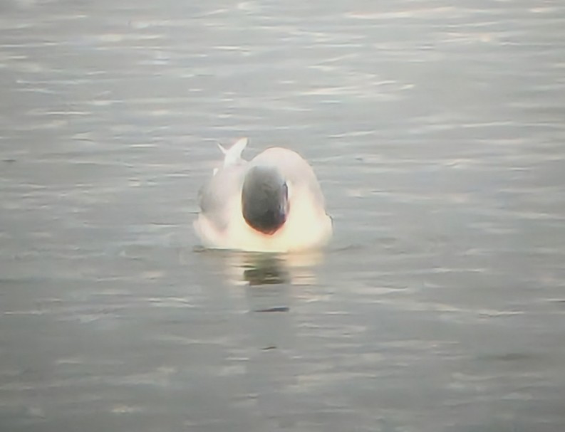 racek malý - ML646615815