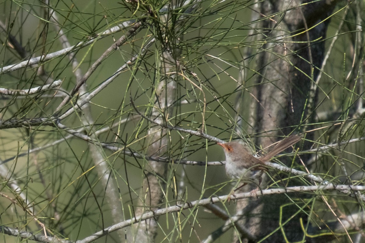 Superb Fairywren - ML646615816