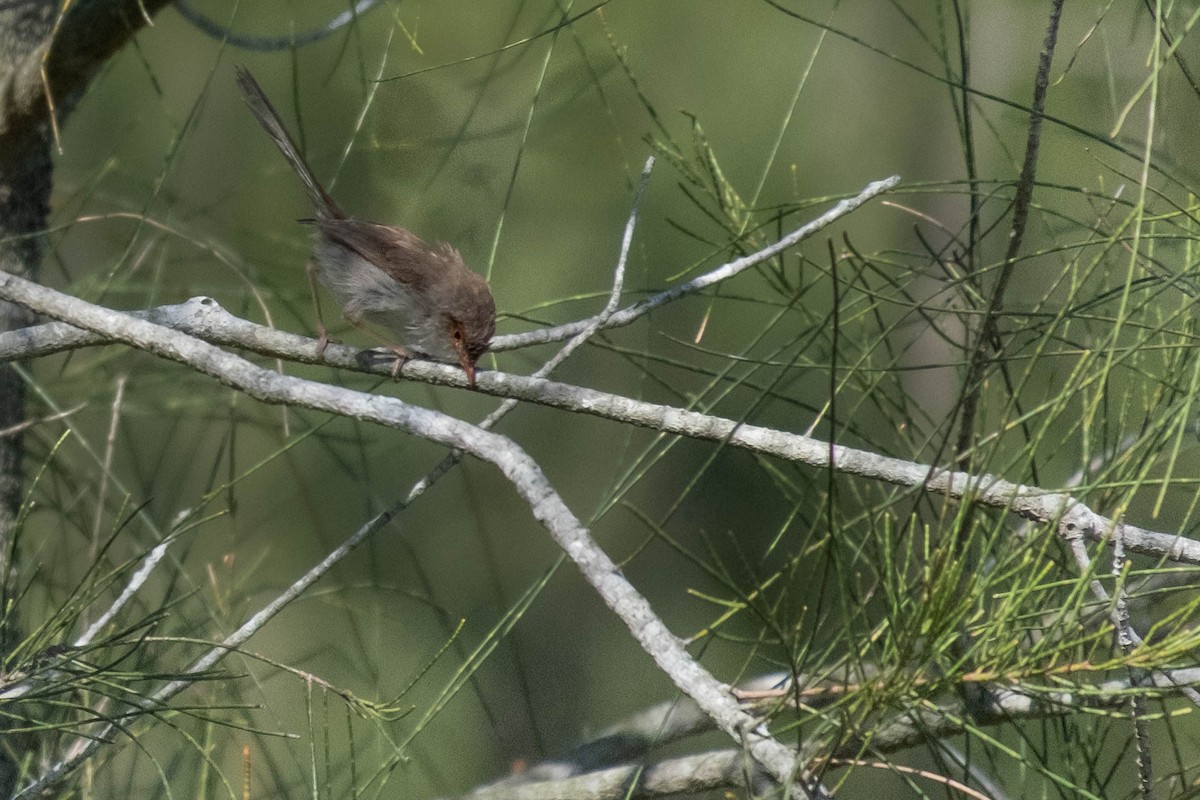 Superb Fairywren - ML646615817