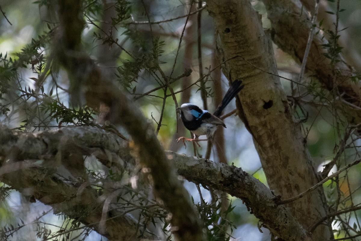 Superb Fairywren - ML646615818