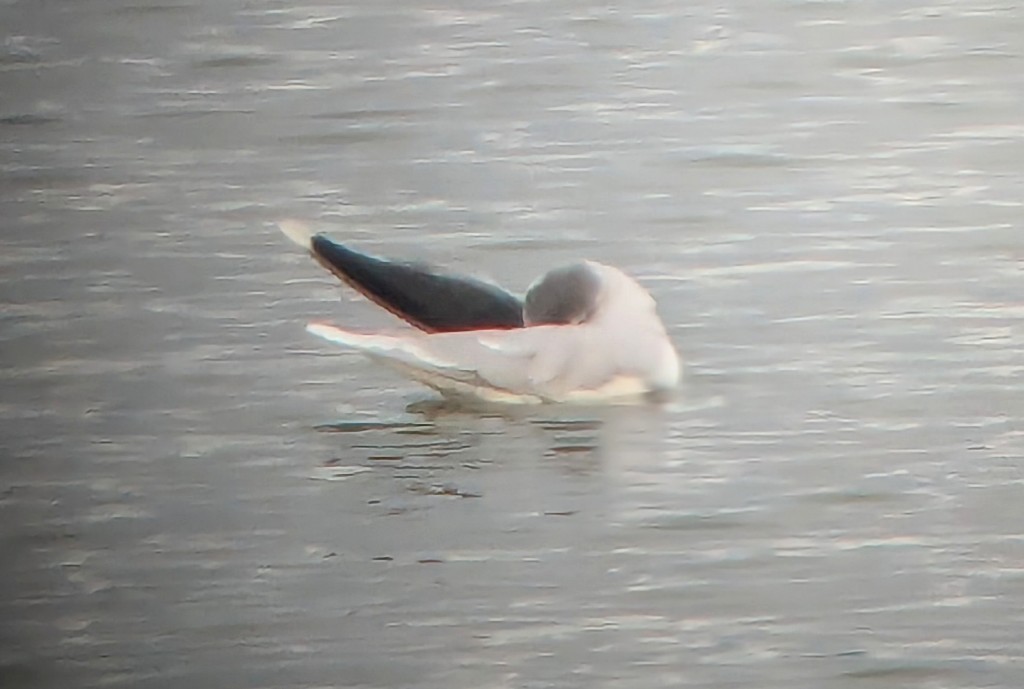 racek malý - ML646615835