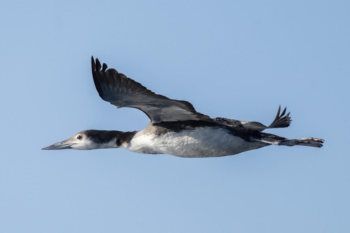 Common Loon - ML646615836